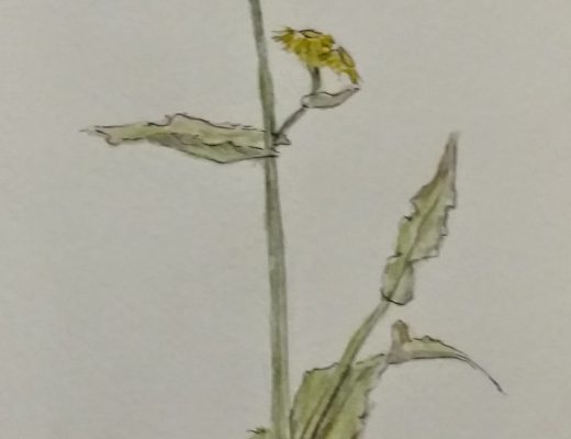 weeds can be pretty
